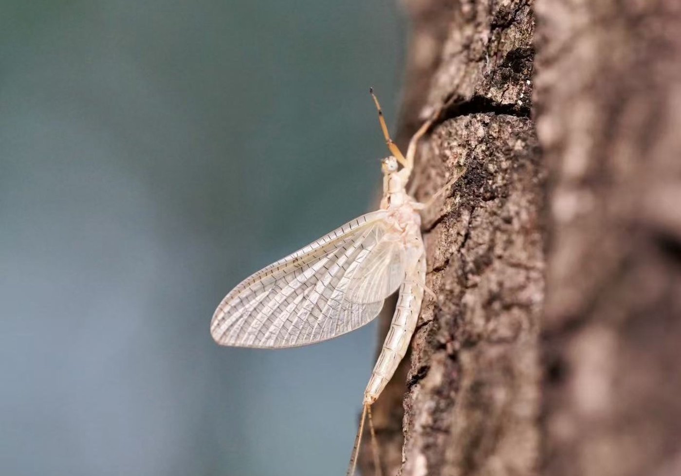 蜉蝣-北京密云区北庄镇摄