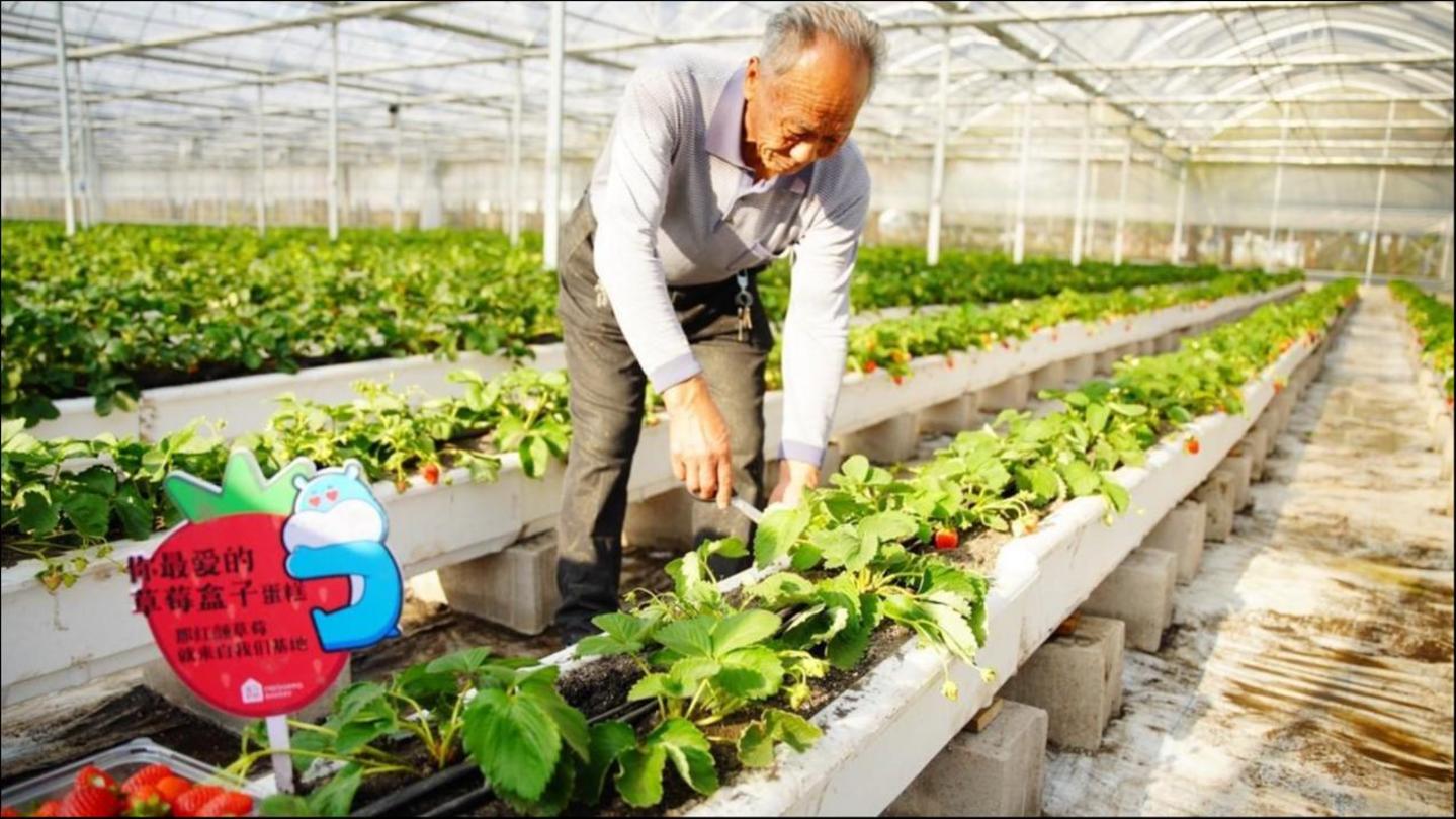 盒马为草莓盒子蛋糕种植草莓;图片来源:盒马鲜生